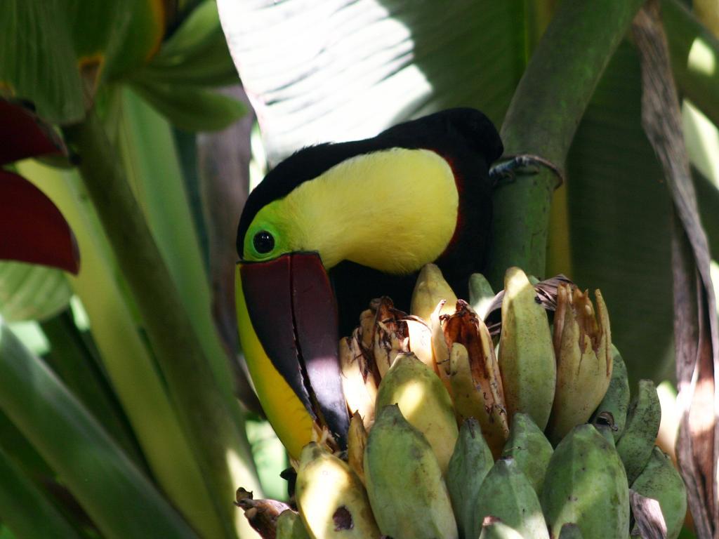 El Colibri Lodge Manzanillo  Exteriör bild